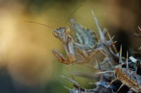 Kudlanka Spallanzianova - Ameles spallanzania - European dwarf mantis 6563-1